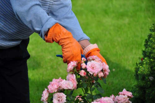 A variety of plants suitable for Sydenham gardens